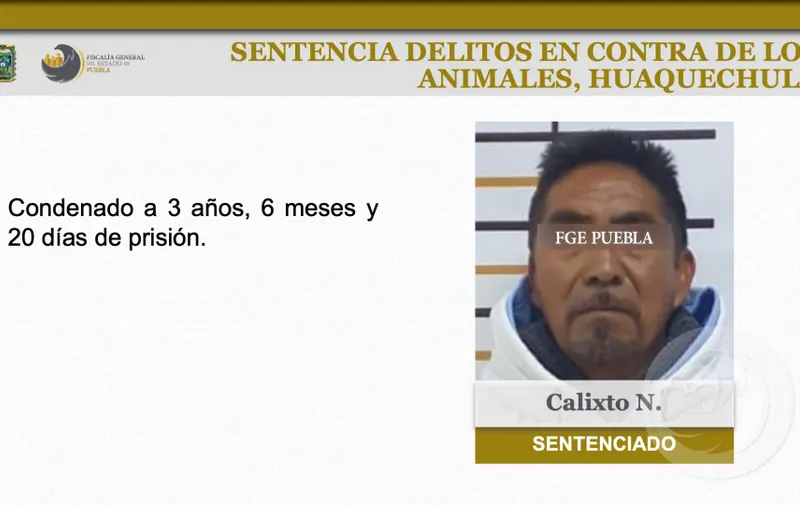 perrita “Clara”