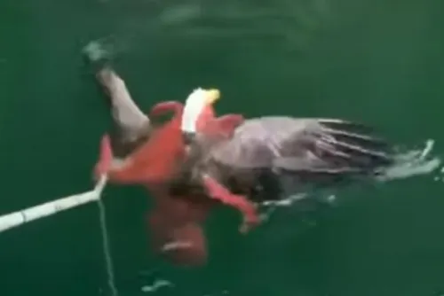 Pescadores liberan águila de los tentáculos de un pulpo