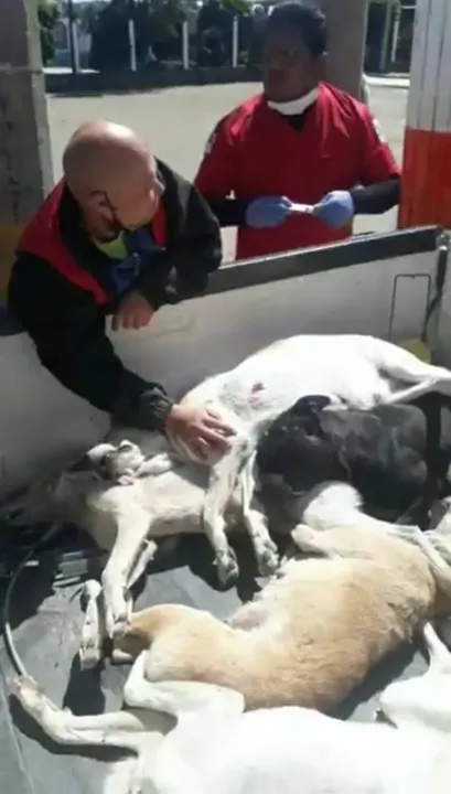 Denuncian crueldad animal en Nealtican