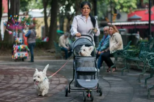 México, uno de los países con más amantes de mascotas