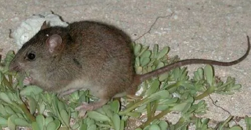 Se extingue el primer mamífero por el cambio climático