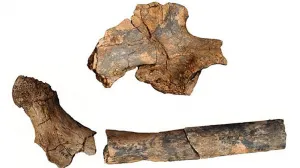 Fósiles revolucionarían Teoría de la Evolución
