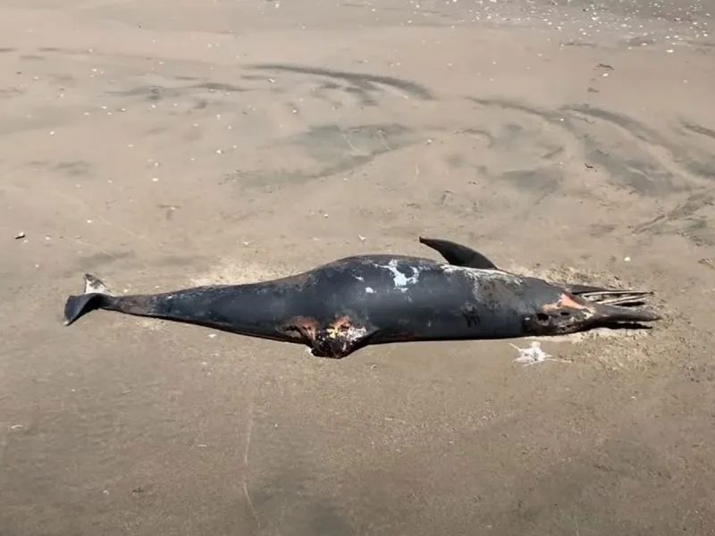 Encuentran muertos a 7 delfines en playa de Guasave