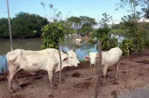 Linchan y queman a supuesto ladrón de ganado en Chiapas