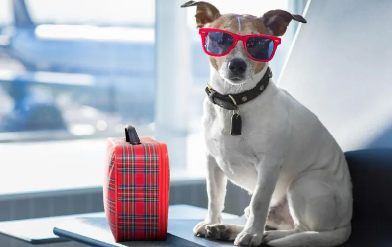 Hoteles para mascotas más lujosos