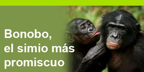 Bonobo, el simio más promiscuo