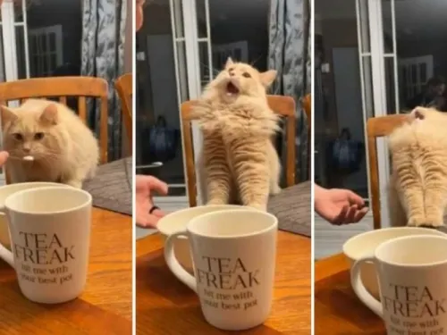 Así reaccionó este gatito al comer helado; ¡es adorable!