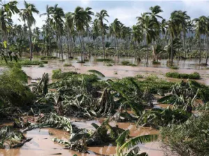 Daños por ‘Patricia’ en plantíos de plátano ascienden a 168 MDP