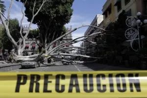 Van 25 árboles caídos por intensas ráfagas de viento
