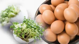 Huevos vegetales ya son una realidad
