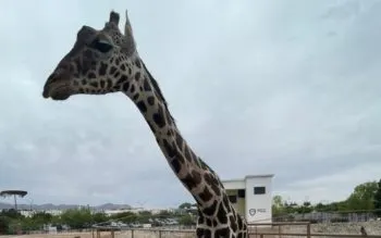Africam Safari reitera su compromiso de ofrecerle hogar la jirafa Benito