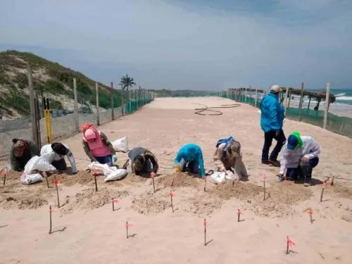 Puntuales a su cita, tortugas Lora arriban a playas de Tamaulipas