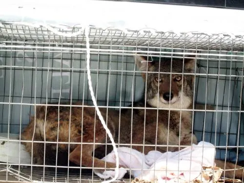 Rescata PROFEPA a ejemplar de coyote en la Sierra Norte de Puebla