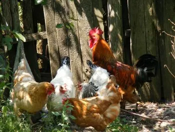 UE prohíbe la importación de aves de corral por gripe aviar
