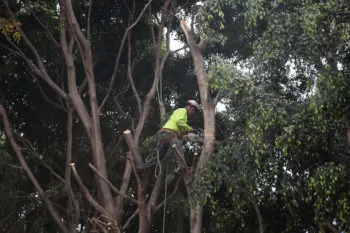 Ayuntamiento de Puebla acelera trabajos de poda y retiro de árboles en riesgo: han intervenido 4 mil