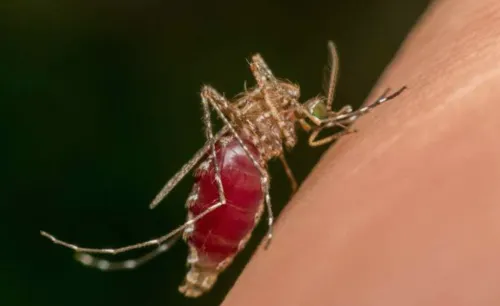 Reportan la muerte de 17 personas por dengue en Guatemala