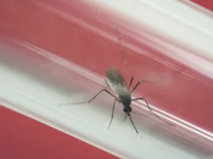 Registran 28 casos autóctonos de zika en sur de Florida