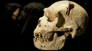 Hallan fósil de homínido de 2.8 millones de años de antigüedad