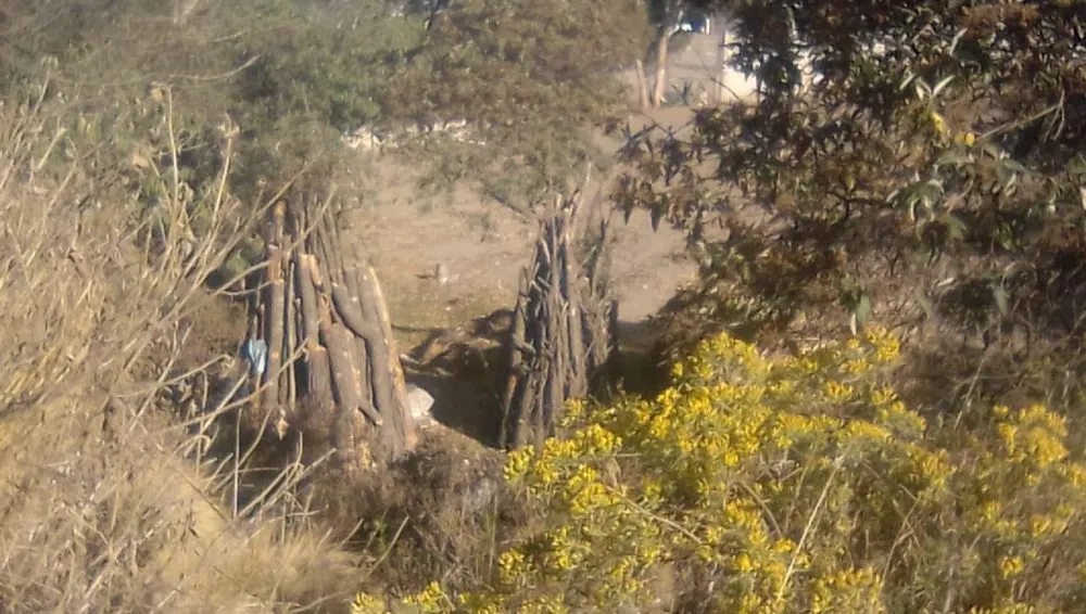 Exhiben tala de árboles en Chalchicomula de Sesma