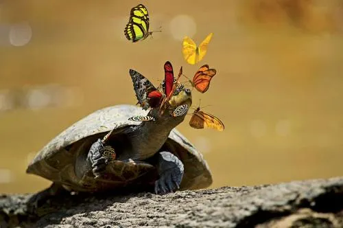10 Datos Curiosos sobre las mariposas que realmente te sorprenderán