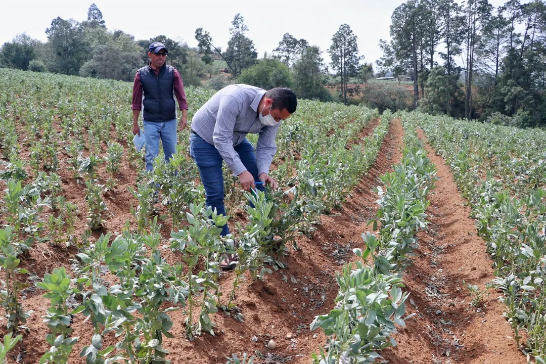Secretaría De Desarrollo Rural