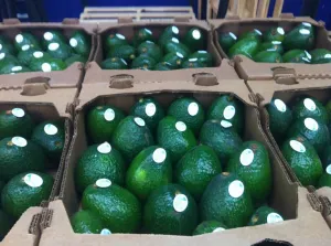 Sin explicación EEUU rechaza 120 toneladas de aguacate exportado de México