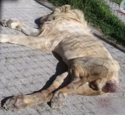 A pesar de los donativos, Black Jaguar-White Tiger mantenía a sus felinos en condiciones deplorables