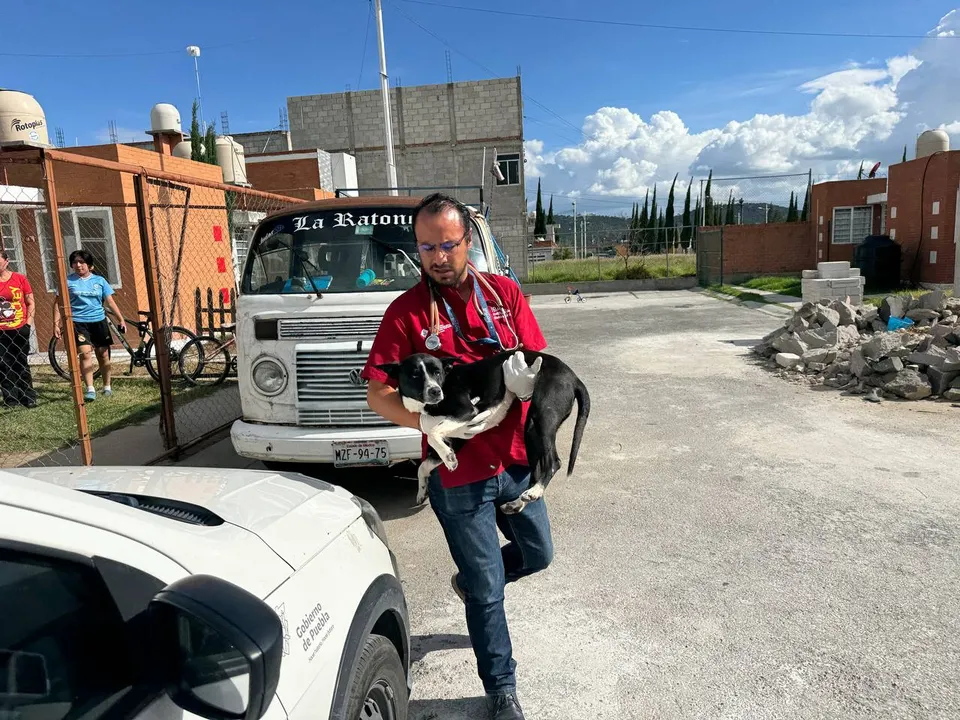 Rescate de un lomito maltratado en Amozoc