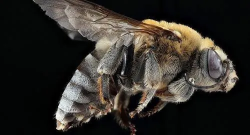 Las abejas robóticas, a punto de conquistar Marte