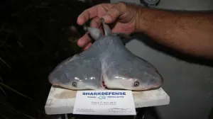 Hallan un tiburón con dos cabezas
