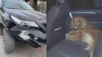 Perrito choca la camioneta de su dueño contra una casa