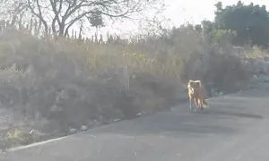 Concluyen investigación sobre presencia de felino en Huitziltepec