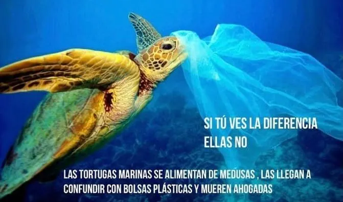 Tortugas