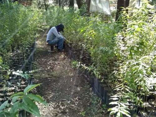 Agua de Puebla cuenta con más de  21 mil plantas en el Vivero de Apetlachica