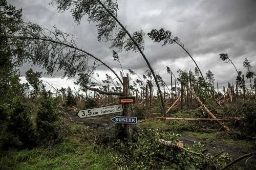 Desastre en Polonia: temporal arrasa con 45 mil hectáreas de bosque