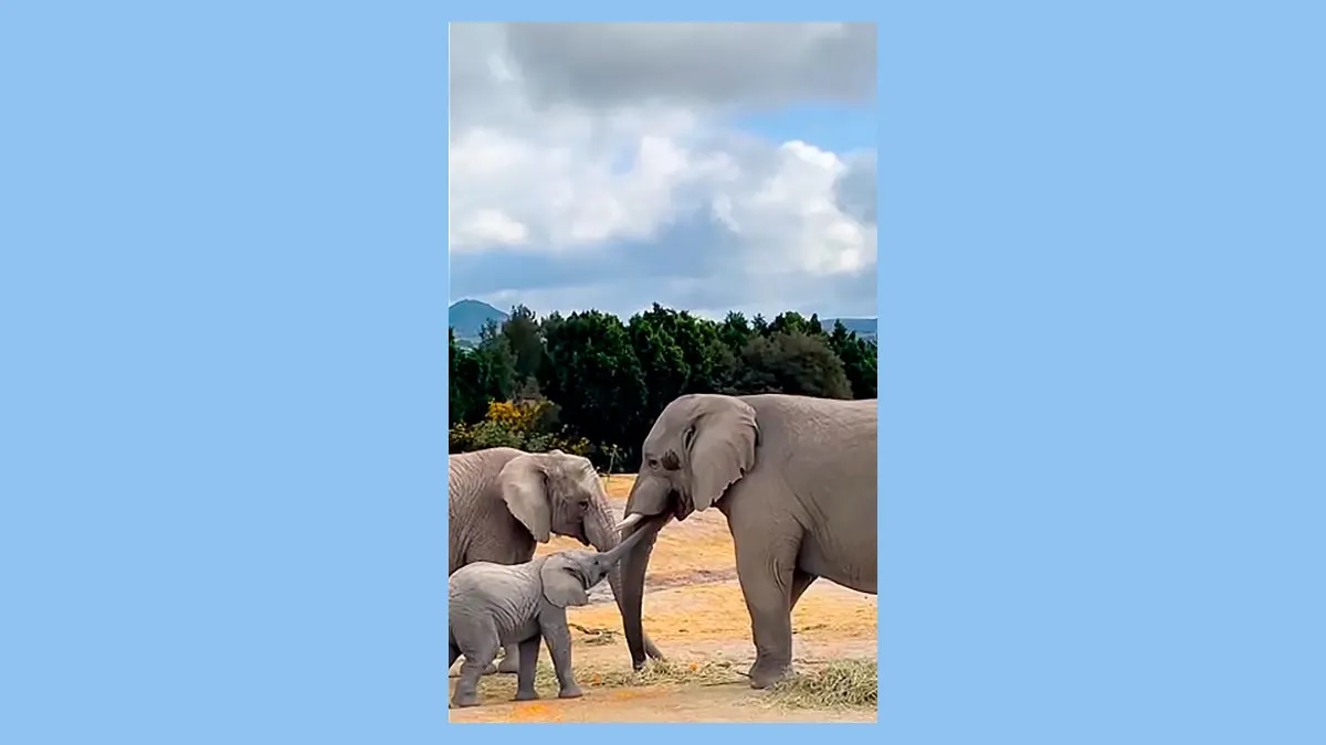 Elefante Africam Safari