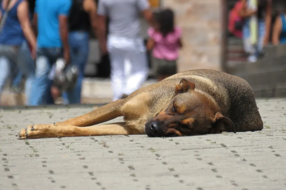 Envevenamiento De Perrita