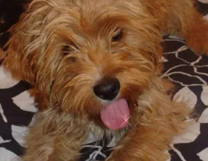 Comuna ofrece en adopción perros en situación de calle