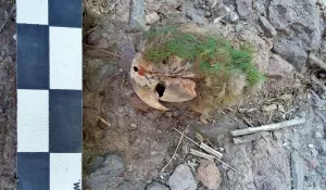 Hallan guacamaya momificada en un contexto arqueológico de Chihuahua
