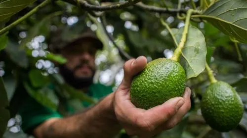 El crimen organizado en Chile tiene un nuevo objetivo: el aguacate