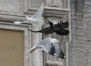 Palomas de la paz son atacadas por cuervo y gaviota en el Vaticano