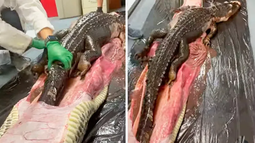 Extraen del interior de una pitón a nada más y nada menos que un caimán