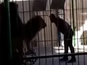 Video: León mata a domador en pleno show frente a niños