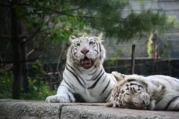 Animal Heroes alerta sobre contradicción en reforma constitucional que podría comprometer la protección de animales silvestres