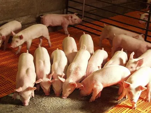 Puebla en 3er. lugar a nivel nacional en la producción de carne de porcino