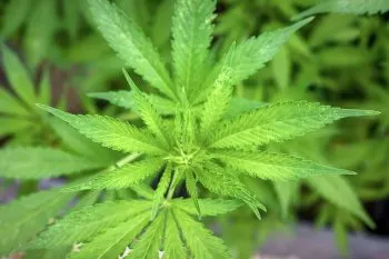 Reino Unido bloquea ley sobre el cannabis en la Isla de Bermudas