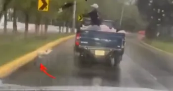 Sujeto lanzan gatitos desde una camioneta en Edomex