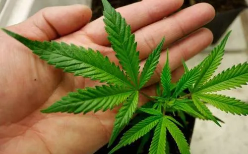 La conservadora Oklahoma aprueba el uso médico de la marihuana