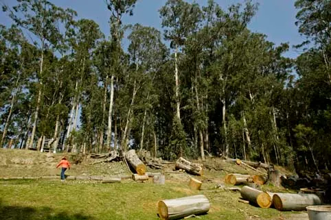Se extravía joven en el bosque de Vicente Guerrero