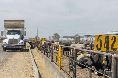 Emite Sagarpa listado de sustancias prohibidas para consumo animal